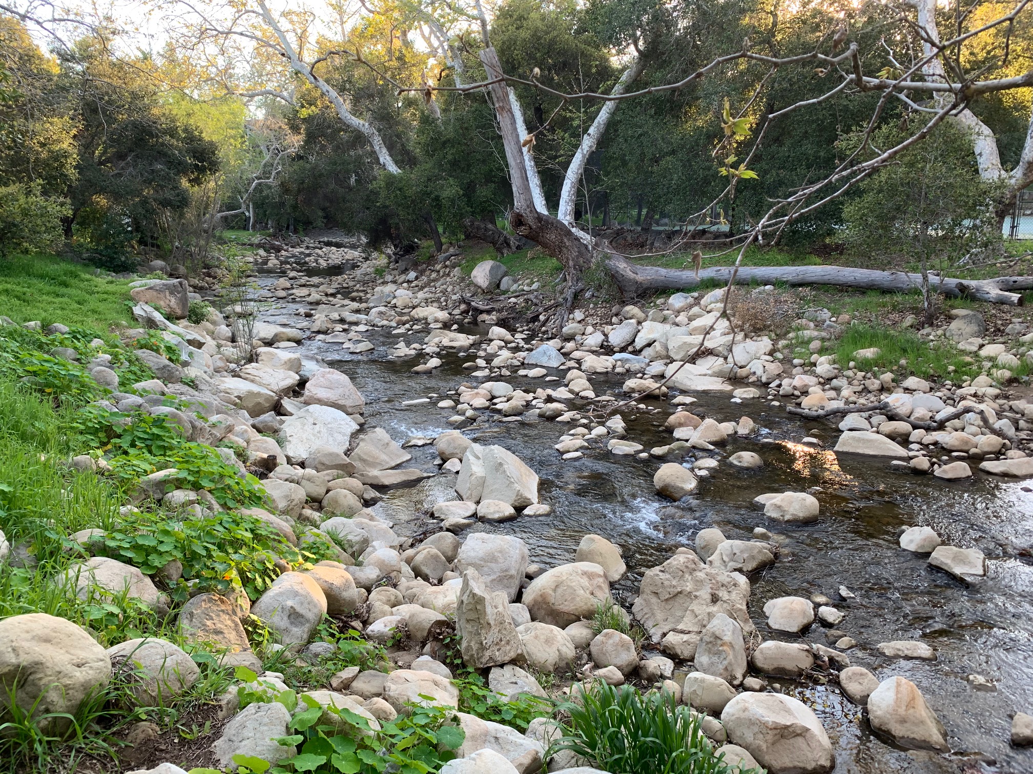 Mission Creek Restoration at Oak Park Parks and Recreation